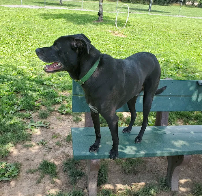 North Brunswick Dog Park 10