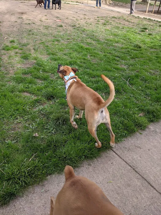 Central Bark Dog Park 4