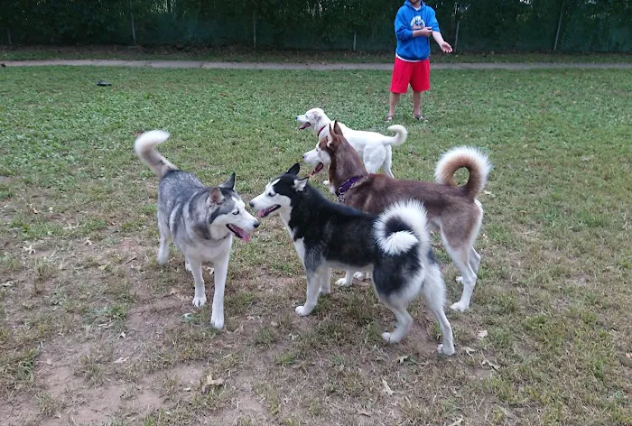 Central Bark Dog Park 1