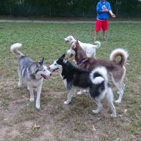 Central Bark Dog Park ico