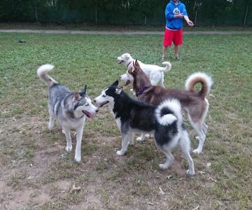 Central Bark Dog Park