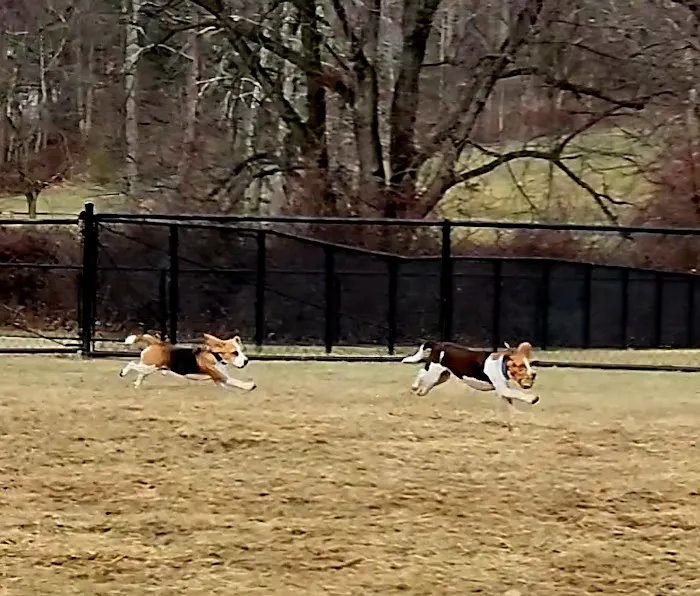 East County Park - Dog Park 7