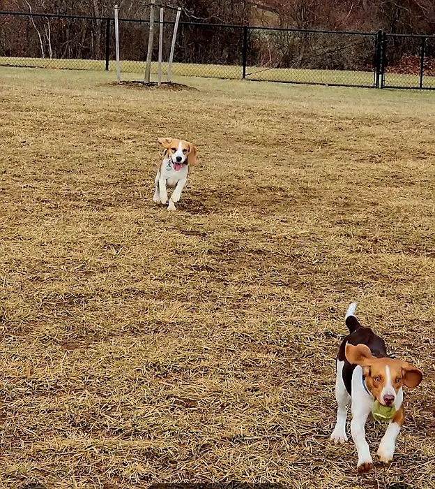 East County Park - Dog Park 8