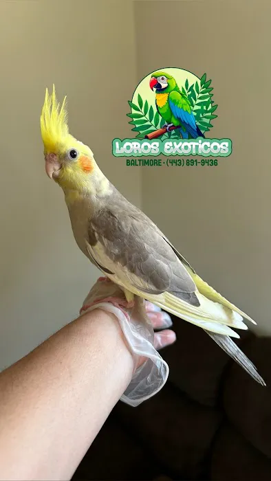 loros exoticos baltimore 1