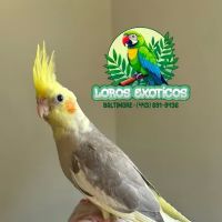 loros exoticos baltimore ico