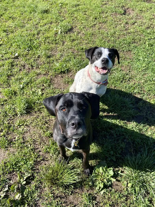 Off-Leash Dog Park (Shepard Kollock) 3