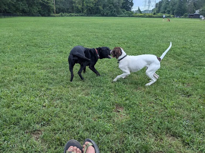 Off-Leash Dog Park (Shepard Kollock) 1