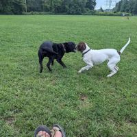 Off-Leash Dog Park (Shepard Kollock) ico