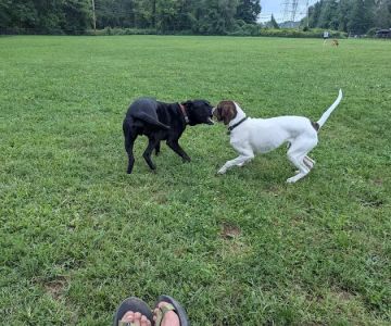 Off-Leash Dog Park (Shepard Kollock)