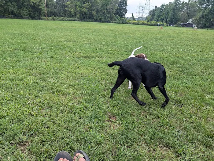 Off-Leash Dog Park (Shepard Kollock) 6