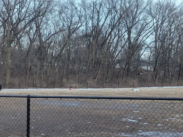 Off-Leash Dog Park (Shepard Kollock) 5