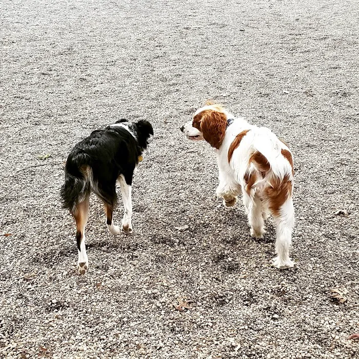 Large Dog Area 4