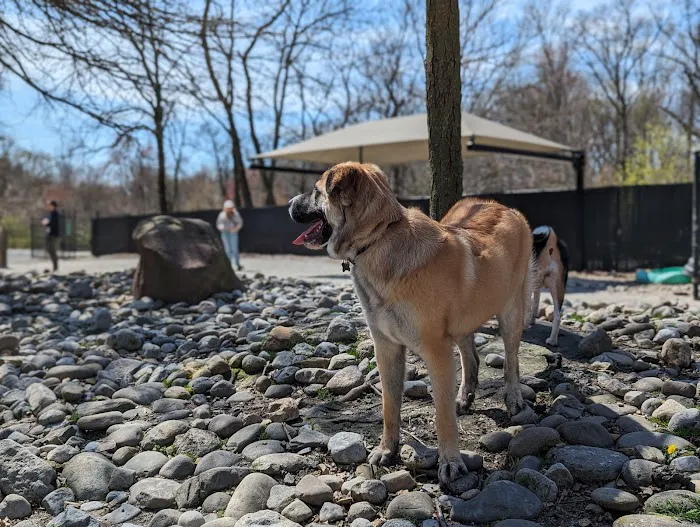 Large Dog Area 1