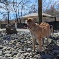 Large Dog Area ico
