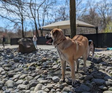 Large Dog Area