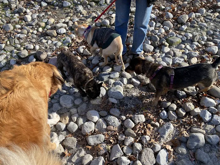 Large Dog Area 6