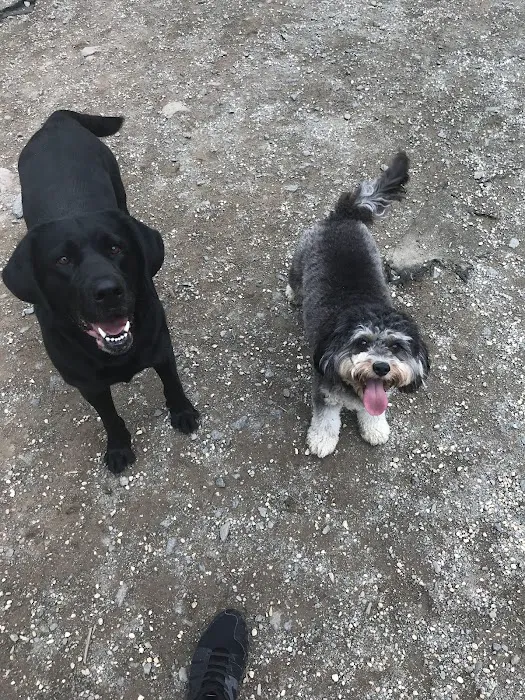 Large Dog Area 8