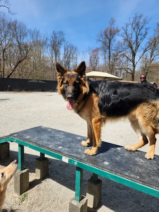 Large Dog Area 9