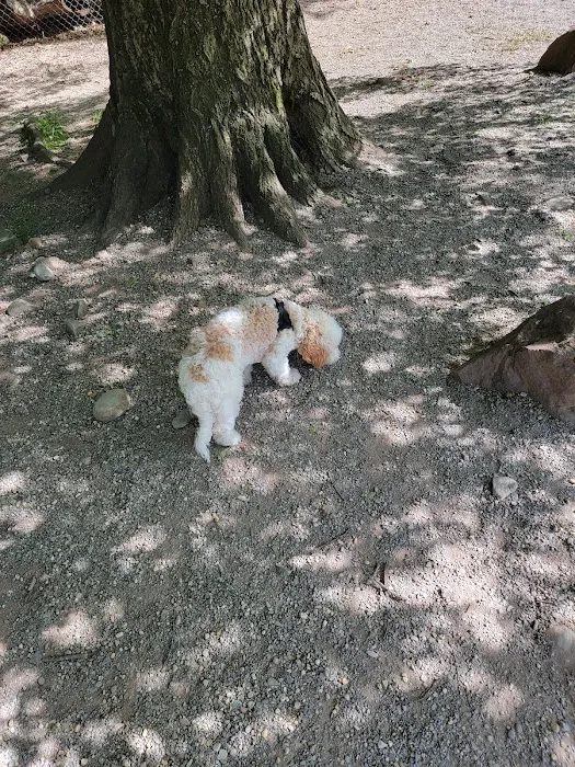 Large Dog Area 10