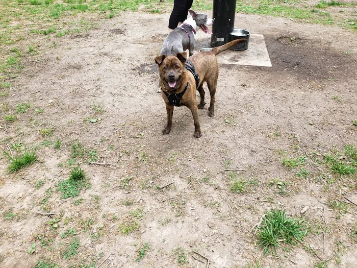 Madison Dog Park 4