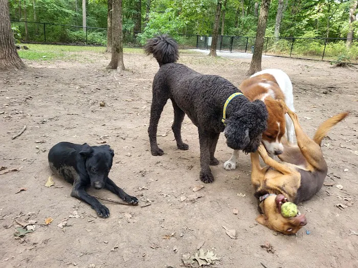 Madison Dog Park 7