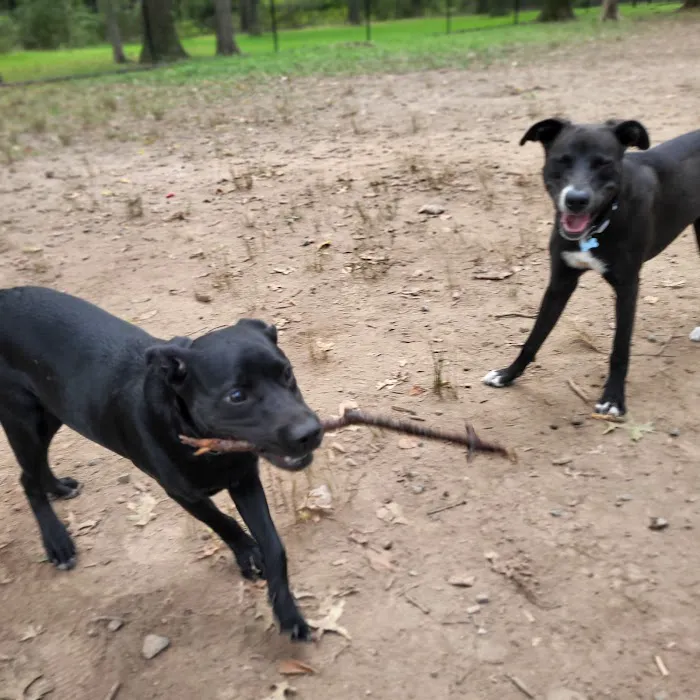 Madison Dog Park 8