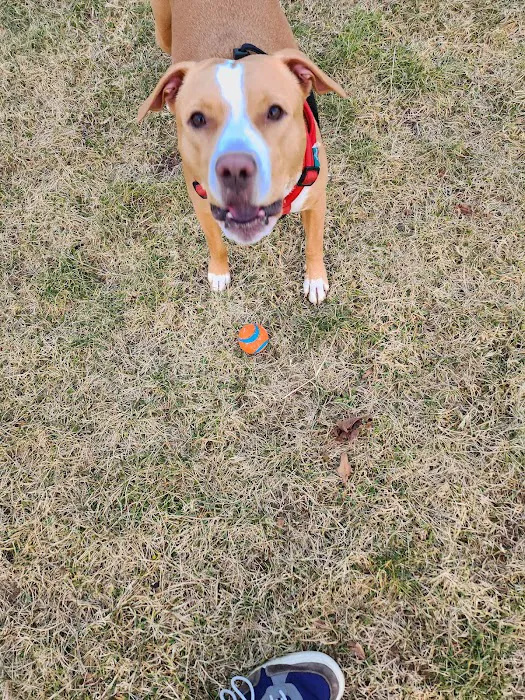 Livingston Dog Park 10