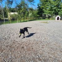 Elm Street Dog Park ico