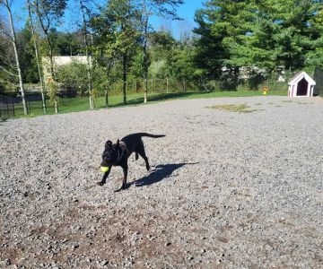 Elm Street Dog Park