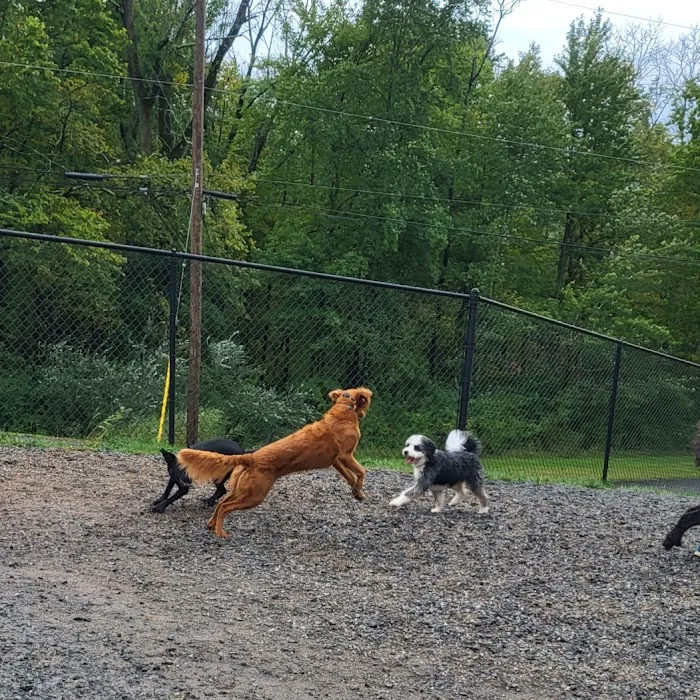 Elm Street Dog Park 2