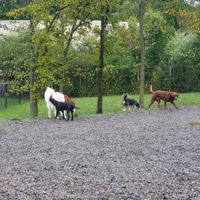 Elm Street Dog Park 5
