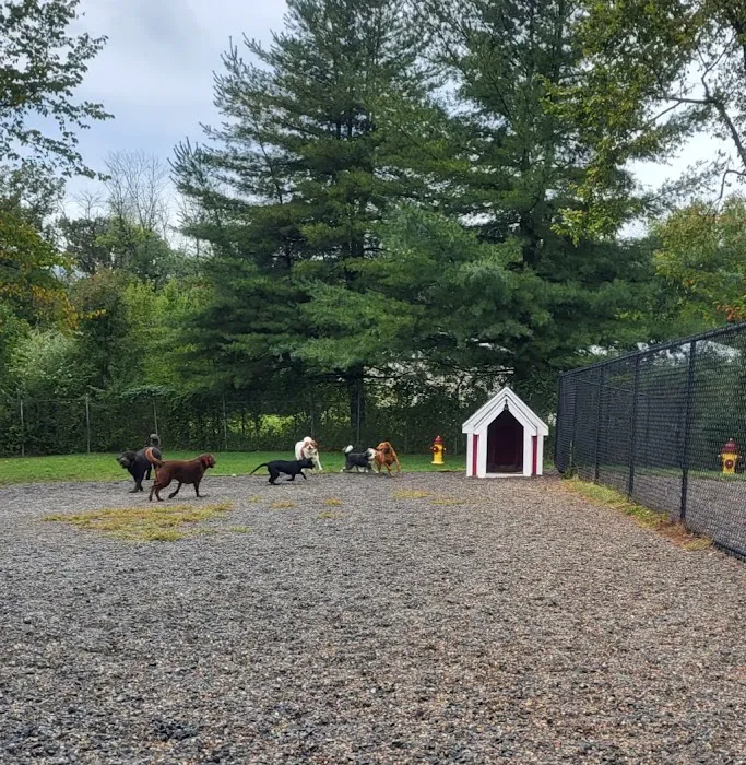 Elm Street Dog Park 7