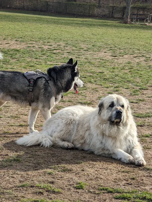 Colonial Dog Park 5