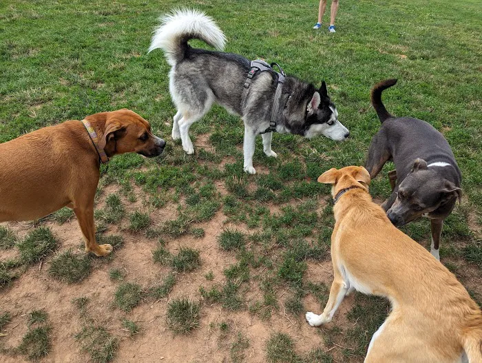 Colonial Dog Park 6