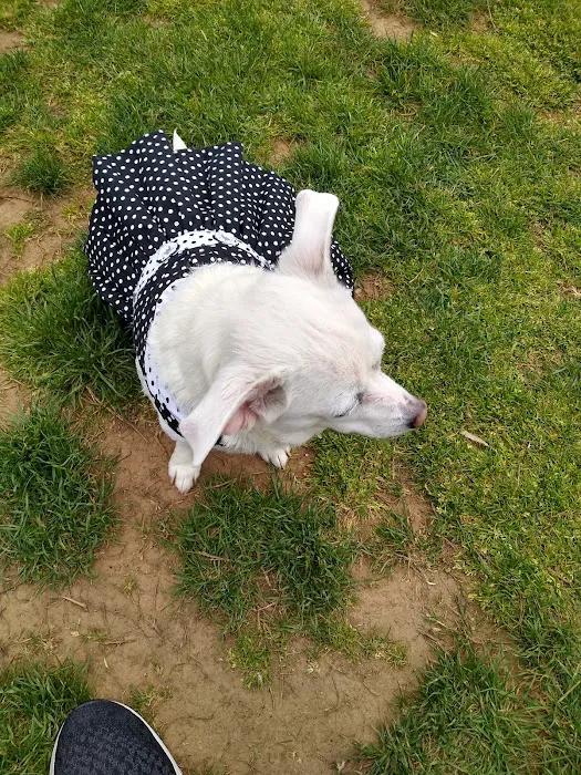 Colonial Dog Park 10
