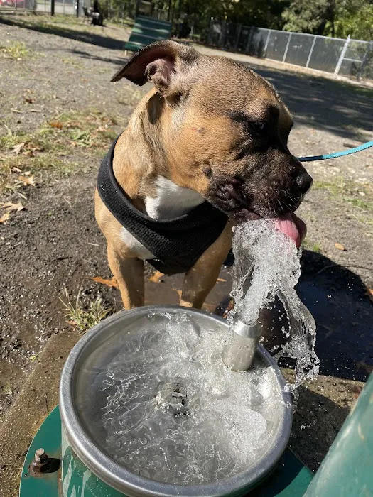 Watsessing Dog Park 3