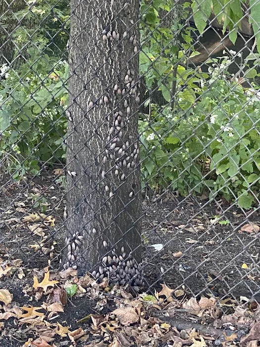 Watsessing Dog Park 4