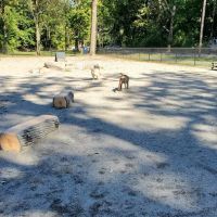 Essex County Branch Brook Park Dog Park ico