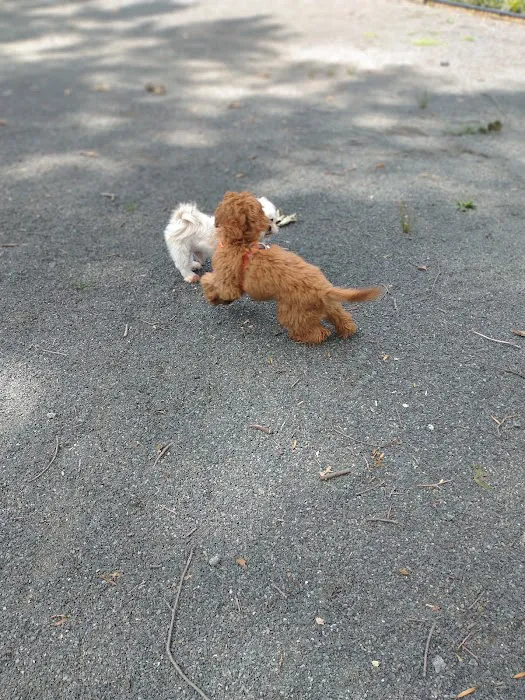 Essex County Branch Brook Park Dog Park 5