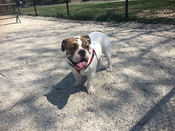 Kearny Dog Park 3