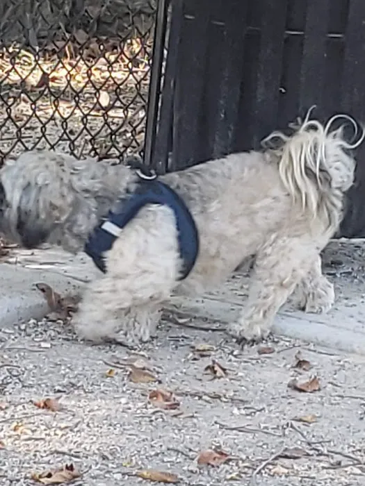 Kearny Dog Park 5