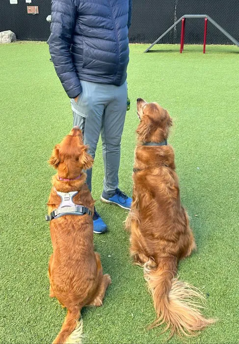 Nutley Dog Park 3