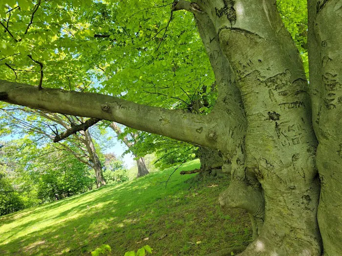 Brookdale Dog Park 7