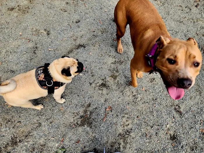 Brookdale Dog Park 9