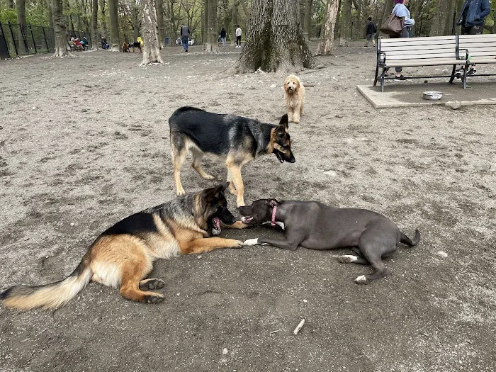 Brookdale Dog Park 8