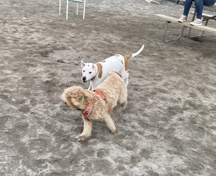 Lyndhurst Dog Park 1