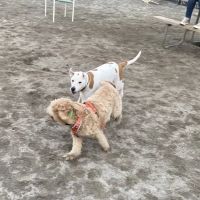 Lyndhurst Dog Park ico