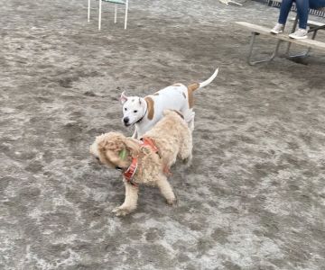 Lyndhurst Dog Park