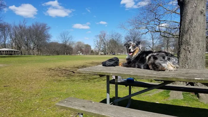 Lyndhurst Dog Park 4