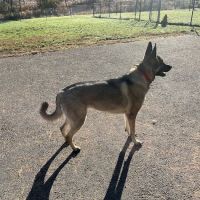Cameron Dog Park ico